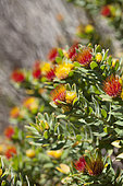 Leucospermum oleifolium