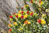 Leucospermum oleifolium