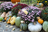 Chrysanthème et citrouilles