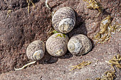 Lined top shell (Phorcus lineatus), group on pink sandstone rock, Cotes-d'Armor, France