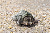 Banded murex (Hexaplex trunculus) washed up on beach, Mediterranean sea, Herault, France