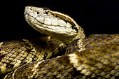 Fer-de-Lance (Bothrops atrox) FG - Kaw mountain