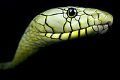 Portrait of Western green mamba (Dendroaspis viridis) on black background