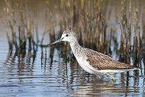 Common Greenshank (Tringa nebularia) in breeding plumage, wintering in a lagoon, Finistère, France