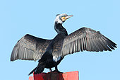 Great Cormorant (Phalacrocorax carbo) breeding adult drying its wings on a beacon, Finistère, France
