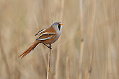 Bearded reedling (Panurus biarmicus) male perched in the reeds in its territory in late winter, Finistère, France