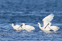Eurasian Spoonbill (Platalea leucorodia) wintering group at high tide in a lagoon, one individual flying away, Finistère, France