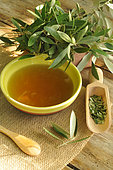 Olive leaves (Olea europea) used as infusion, medicinal properties