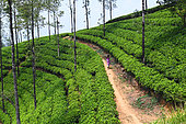 Tea plantations on the mountains around the city of Nuwara Aliya. Nuwara Eliya. Sri Lanka.