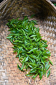 Harvest of some very young leaves to make one of the best teas in the world. Nuwara Eliya. Sri Lanka.