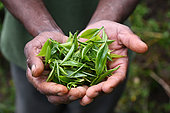 Very young leaves in the hand of a man picking up those leaves to make one of the best teas in the world. Nuwara Eliya. Sri Lanka.
