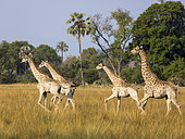 South African giraffe or Cape giraffe (Giraffa giraffa giraffa) herd. Okavango Delta. Botswana