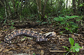 The beautifully patterned Gaboon Adder (Bitis gabonica) camouflaged amongst forest leaf litter that is so typical of its natural habitat. KwaZulu Natal. South Africa