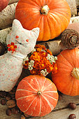 Pumpkins (Cucurbita maxima), marigold flowers (Tagestes patula) and fabric cat, autumn colours