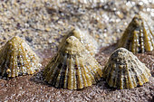 Common Limpets (Patella vulgata), Cotes-d'Armor, France