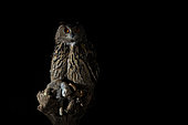 Eurasian Eagle-Owl (Bubo bubo) male with rabbit prey, Extremadura, Portugal