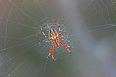 Bordered Orb-weaver (Neoscona adianta) on his web in the vegetation of a meadow in spring Around Hyères, Var, France