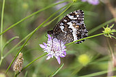 Great-banded Grayling (Brintesia circe) on a scabious flower in a meadow in spring, near Hyères, Var, France
