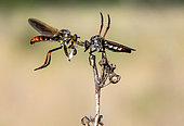 Robber fly (Heteropogon sp) displaying of a pair in spring Acceptance of the female and approach of the male for mating, in a dry meadow, Around Hyères, Var, France