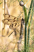 Antlion (Palpares libelluloides) in the vegetation in springtime, Surroundings of Hyères, Var, France