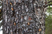 Cicada exuviae clinging to the bark of a pine tree at the beginning of summer, group of exuviae in a pine forest on the Var coast, near Hyères, Var, France