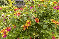 Lantana, Lantana camara 'Coccinelle', flowers