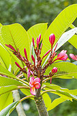 Red Plumeria, Plumeria rubra 'Nebel's Rainbow', flowers
