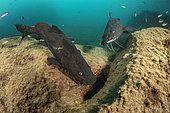 Male and feamale Kampango Catfish (Bagrus meridionalis) guarding the nest in the sandy bottom. Thumbi West island, Lake Malawi, Malawi, Africa