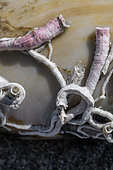 Red tubicolous worm (Serpula vermicularis) on Common otter shell (Lutraria lutraria), Mediterranean Sea, Gard, France