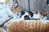 Kitties taking milk from their mother. France.