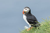 Macareux moine (Fratercula arctica) dans une colonie sur Mykines, une partie des îles Féroé dans l'Atlantique Nord, Îles Féroé, Danemark