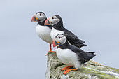 Macareux moine (Fratercula arctica) dans une colonie sur Mykines, une partie des îles Féroé dans l'Atlantique Nord, Îles Féroé, Danemark