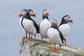Macareux moine (Fratercula arctica) dans une colonie sur Mykines, une partie des îles Féroé dans l'Atlantique Nord, Îles Féroé, Danemark