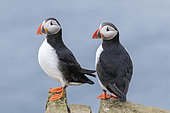Macareux moine (Fratercula arctica) dans une colonie sur Mykines, une partie des îles Féroé dans l'Atlantique Nord, Îles Féroé, Danemark