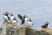 Macareux moine (Fratercula arctica) dans une colonie sur Mykines, une partie des îles Féroé dans l'Atlantique Nord, Îles Féroé, Danemark