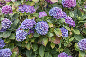 Drought-stressed flowering Bigleaf hydrangea (Hydrangea macrophylla), Cotes-d'Armor, France