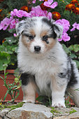 Portrait of Australian Shepherd puppy, heterochomia eyes, blue merle coat