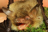 Natterer's Bat (Myotis nattereri) female, Isère, France