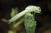 Dragonfly (Odonata sp) nymph in a pond just after moulting - city of Couffy - Loir et Cher - France