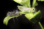 Dragonfly (Odonata sp) nymph in a pond during moulting - city of Couffy - Loir et Cher - France