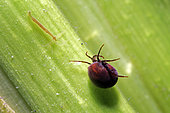 Water mite (Hydrachnidia sp) moving near a hydra looking to catch it - city of Couffy - Loir et Cher - France