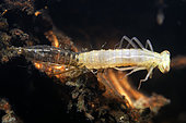 Dragonfly (Odonata sp) very young nymph in a pond during moulting - city of Couffy - Loir et Cher - France