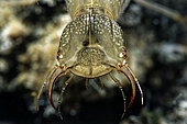 Great diving beetle (Dytiscus marginalis) larva in a pond - city of Couffy - Loir et Cher - France