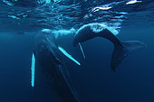 Baleines a bosses (Megaptera novaeangliae) et plongeur dans un fjord norvégien, Atlantique Nord