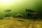 Common carps (Cyprinus carpio) at the bottom of the Cher river- city of Seigy - Loir et Cher - France