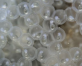Developing Common Perch (Perca fluviatilis) eggs - Cher river - Seigy - Loir et Cher - France