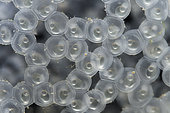 Developing Common Perch (Perca fluviatilis) eggs - Cher river - Seigy - Loir et Cher - France