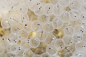 Developing Common Perch (Perca fluviatili)s eggs - Cher river - Seigy - Loir et Cher - France