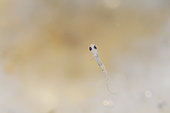 Common Perch (Perca fluviatilis) fry just after hatching - Cher river - Seigy - Loir et Cher - France