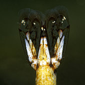 Common prawn (Palaemon serratus) caudal fin - Oleron island - Atlantic ocean - France